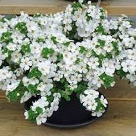 Heirloom Waterhyssop Flower Seeds for Planting – Non-GMO, Colorful Display, High Germination
