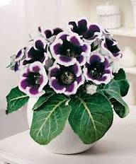 Violet White Gloxinia Flower Seeds for Planting – Sun Loving, Heirloom, Non-GMO, High Germination
