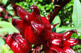 Sorrel Flower Seeds for Planting – Cut Flower Favorite, Heirloom, Non-GMO, High Germination Seeds