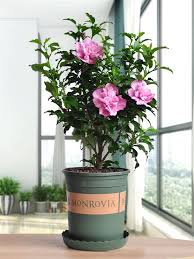 Pink Hibiscus Syriacus Flower Seeds for Planting – Heirloom Non-GMO High Germination Organic Garden Seeds