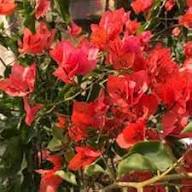 Buganvilla Flower Seeds for Planting – Heirloom, Non-GMO, High Germination Organic Garden Seeds