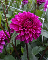Purple Red Dahlia Flower Seeds for Planting – Heirloom Non-GMO Seeds, High Germination Organic Garden Seeds