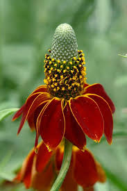 Ratibida Flower Seeds – Heirloom Non-GMO Organic Garden Seeds for Planting – Long Bloom Season &amp; High Germination