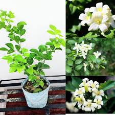 White Volkensii Flower Seeds for Planting – Cut Flower Favorite Heirloom, Non-GMO, High Germination Organic Garden Seeds