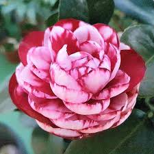 White Light Red Camellia Flower Seeds for Planting – Heirloom Non-GMO Seasonal Bloomer Organic Garden Seeds