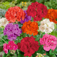 Geranium Flower Seeds for Planting – Heirloom, Non-GMO, High Germination Organic Garden Seeds