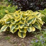 Green Blue Hosta Flower Seeds for Planting | Heirloom Non-GMO Organic Garden Seeds, Long Bloom Season, High Germination
