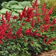 Red Astilbe Perennial Flower Seeds for Planting – Heirloom Non-GMO Pollinator Friendly Organic Garden Seeds