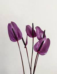 Violet Anthurium Seeds for Planting - Premium Heirloom, Non-GMO, High Germination Organic Garden Seeds