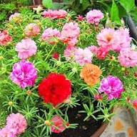 White Pink Moss Rose Flower Seeds for Planting | Heirloom Non-GMO High Germination Organic Garden Seeds