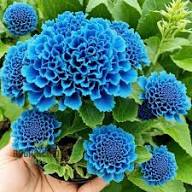 Blue Cockscomb Flower Seeds – Heirloom Non-GMO Drought-Tolerant Blooms for Garden Planting