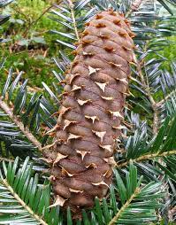 Green Abies Alba Plant Seeds for Planting – Heirloom & Non-GMO Garden Seeds