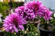 Violet Chrysanthemum Flower Seeds for Planting – Seasonal Bloomer Heirloom Non-GMO Seeds