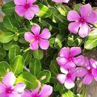 Periwinkle Flower seeds for Planting – Seasonal Bloomer, Heirloom & GMO Free Seeds for Home Garden, High Germination