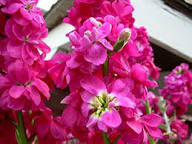 Pink Matthiola Incana Flower Seeds for Planting – Long Bloom Season Heirloom Non-GMO GMO Free Seeds for Home Garden