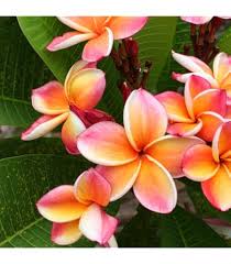 Red &amp; White Frangipani Flower Seeds for Planting – Heirloom Non-GMO Pollinator Friendly Organic Garden Seeds