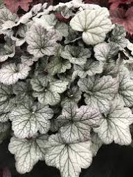 White Coral Bells Flower Seeds for Planting – Heirloom Non-GMO High Germination Organic Garden Seeds