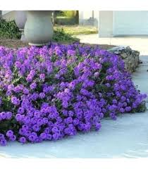 Verbena Bonariensis Flower Seeds for Planting – Heirloom, Non-GMO, High Germination Organic Garden Seeds
