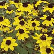 Yellow Rudbeckia Triloba Flower Seeds for Planting – Heirloom, Non-GMO, High Germination Organic Garden Seeds