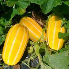 Gold Neungju Vegetable Seeds for Planting – Heirloom & Non-GMO Seeds, Rare Golden Variety for Home Gardens