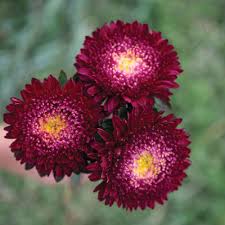 Dark Maroon China Aster Flower Seeds for Planting – Wildflower Mix Heirloom Non-GMO High Germination Organic Garden Seeds