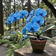 Blue Butterfly Orchid Flower Seeds for Planting – Heirloom, Non-GMO, High Germination Organic Seeds