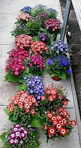 Burgundy Cineraria Flower Seeds for Planting – Heirloom, Non-GMO, High Germination Organic Garden Seeds for Shade-Loving Blooms