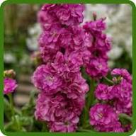 Light Pink Matthiola Flower Seeds for Planting – Colorful Display, Heirloom, Non-GMO, High Germination Organic Garden Seeds