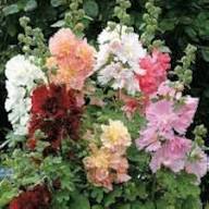Mixed Hollyhock Double Flower Seeds for Planting – Perfect for Borders, Heirloom, Non-GMO Seeds for Home Garden