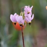Pink White Dodecatheon Flower Seeds for Planting – Heirloom, Non-GMO, High Germination Organic Garden Seeds