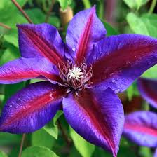 Deep Purple Clematis Flower Seeds for Planting – Cottage Garden Essential, Heirloom, Non-GMO Seeds for Home Garden