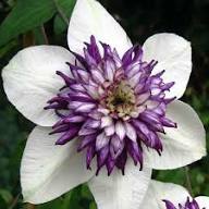 Clematis Flower Seeds for Planting | Heirloom Non-GMO Organic Garden Seeds, Long Bloom Season, High Germination