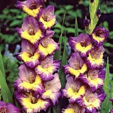 Gladiolus Flower Seeds for Planting Purple Yellow – Heirloom, Non-GMO, High Germination Organic Garden Seeds