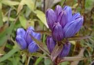 Gentiana Macrophylla Flower Seeds for Planting – Heirloom, Non-GMO, Premium Quality Organic Garden Seeds