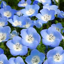 Nemophila menziesii (Baby Blue Eyes) Flower Seeds