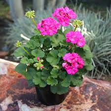Violet Climbing Geranium Flower Seeds for Planting, Heirloom Non-GMO Organic Garden Seeds