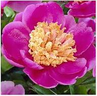 Pink Paeonia Tenuifolia Flower Seeds for Planting - Heirloom, Non-GMO, High Germination Organic Garden Seeds