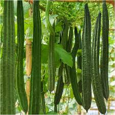 Luffa Gourd Seeds for Planting – Heirloom, Non-GMO, Organic Garden Seeds, High Germination, Grow Natural Sponges