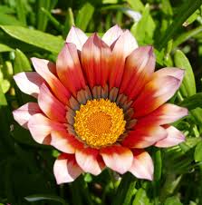 White Orange Gazania Flower Seeds for Planting | Heirloom Non-GMO High Germination Organic Garden Seeds