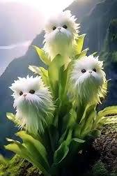 White Cat&