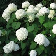 Hydrangea Flower seeds for Planting – Premium Quality, Heirloom & GMO Free Seeds for Home Garden, High Germination