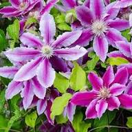 Clematis Purple Flower Seeds for Planting | Heirloom Non-GMO High Germination Organic Seeds