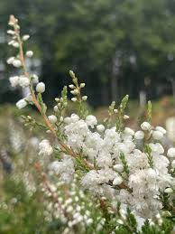Kinlochruel White Heather Seeds for Planting | Heirloom Non-GMO High Germination Organic Garden Seeds