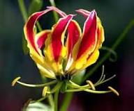 Gloriosa Flower Seeds for Planting – Heirloom, Non-GMO, High Germination Organic Garden Seeds