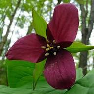 Green Trillium Flower Seeds for Planting | Heirloom Non-GMO High Germination Organic Garden Seeds