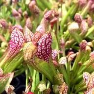 Carnivorous Flower Seeds for Planting – Heirloom Non-GMO, High Germination Organic Garden Seeds