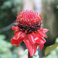 Ginger Flower seeds for Planting – Premium Quality, Heirloom & GMO Free Seeds for Home Garden, High Germination