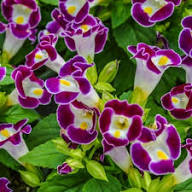 Mix Fournieri Flower Seeds for Planting - Hardy Variety, Heirloom &amp; GMO Free Seeds for Home Garden Non-GMO