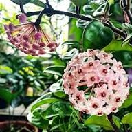 Hoya Bloom Flower Seeds for Planting – Heirloom Non-GMO Drought Tolerant Organic Garden Seeds