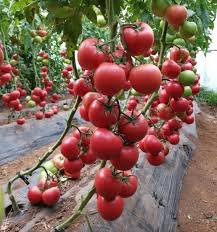 Baby Pink Tomato Seeds for Planting – Heirloom & Non-GMO Vegetable Seeds, Petite Tomatoes for Salads